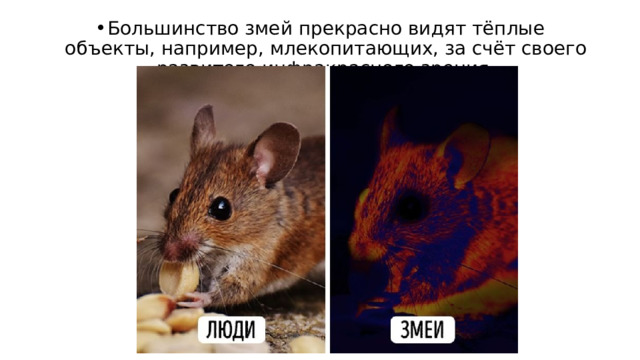 Большинство змей прекрасно видят тёплые объекты, например, млекопитающих, за счёт своего развитого инфракрасного зрения. 