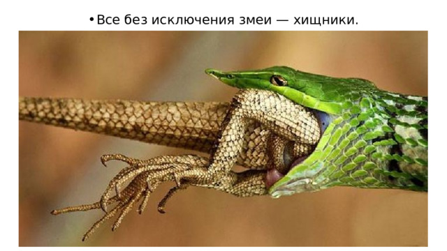 Все без исключения змеи — хищники. 