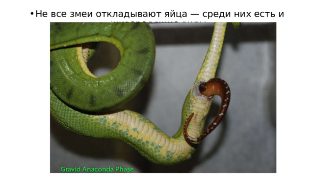 Не все змеи откладывают яйца — среди них есть и живородящие виды. 