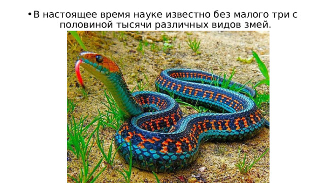 В настоящее время науке известно без малого три с половиной тысячи различных видов змей. 