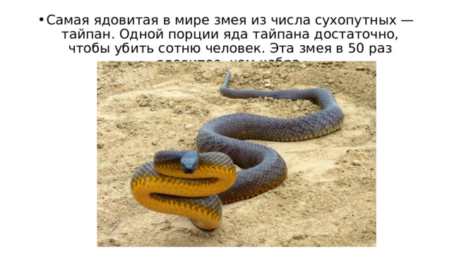 Самая ядовитая в мире змея из числа сухопутных — тайпан. Одной порции яда тайпана достаточно, чтобы убить сотню человек. Эта змея в 50 раз ядовитее, чем кобра. 