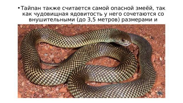 Тайпан также считается самой опасной змеёй, так как чудовищная ядовитость у него сочетаются со внушительными (до 3,5 метров) размерами и чрезвычайно агрессивным нравом. 