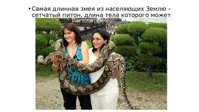 Самая длинная змея из населяющих Землю – сетчатый питон, длина тела которого может достигать 10 метров 