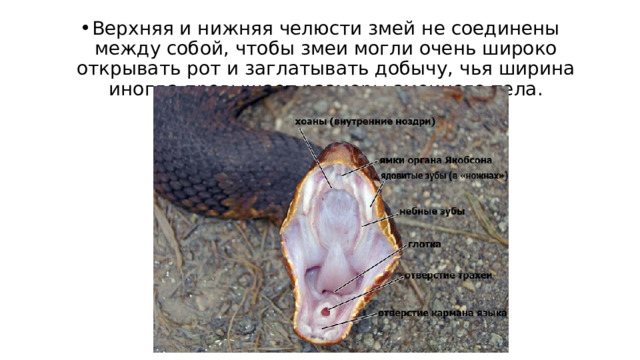 Верхняя и нижняя челюсти змей не соединены между собой, чтобы змеи могли очень широко открывать рот и заглатывать добычу, чья ширина иногда превышает размеры змеиного тела. 