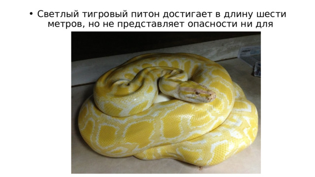   Светлый тигровый питон достигает в длину шести метров, но не представляет опасности ни для одного животного крупнее кошки. 