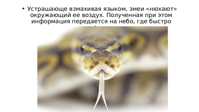   Устрашающе взмахивая языком, змеи «нюхают» окружающий ее воздух. Полученная при этом информация передается на небо, где быстро идентифицируется. 
