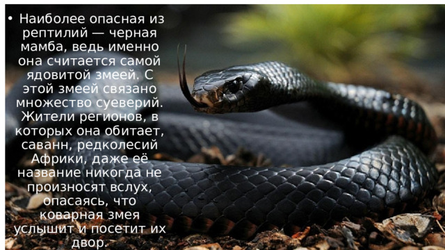   Наиболее опасная из рептилий — черная мамба, ведь именно она считается самой ядовитой змеей. С этой змеей связано множество суеверий. Жители регионов, в которых она обитает, саванн, редколесий Африки, даже её название никогда не произносят вслух, опасаясь, что коварная змея услышит и посетит их двор. 