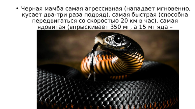   Черная мамба самая агрессивная (нападает мгновенно, кусает два-три раза подряд), самая быстрая (способна передвигаться со скоростью 20 км в час), самая ядовитая (впрыскивает 350 мг, а 15 мг яда – смертельная доза). 