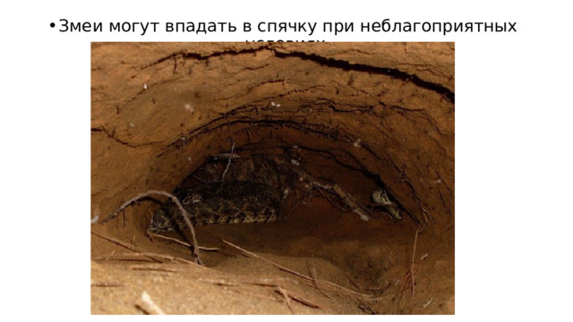 Змеи могут впадать в спячку при неблагоприятных условиях. 