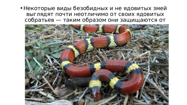 Некоторые виды безобидных и не ядовитых змей выглядят почти неотличимо от своих ядовитых собратьев — таким образом они защищаются от нападения хищников. 