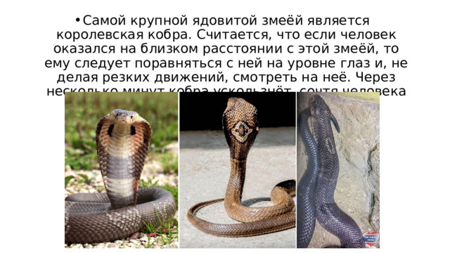 Самой крупной ядовитой змеёй является королевская кобра. Считается, что если человек оказался на близком расстоянии с этой змеёй, то ему следует поравняться с ней на уровне глаз и, не делая резких движений, смотреть на неё. Через несколько минут кобра ускользнёт, сочтя человека безобидным объектом. 