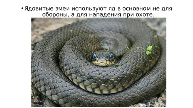 Ядовитые змеи используют яд в основном не для обороны, а для нападения при охоте. 
