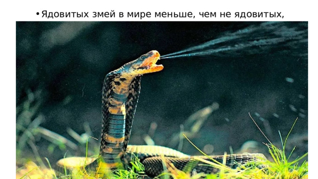 Ядовитых змей в мире меньше, чем не ядовитых, примерно в три раза. 