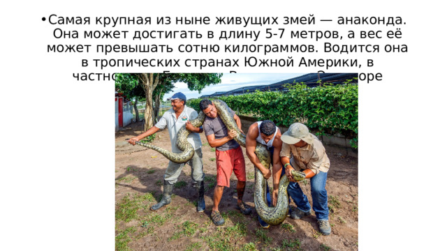 Самая крупная из ныне живущих змей — анаконда. Она может достигать в длину 5-7 метров, а вес её может превышать сотню килограммов. Водится она в тропических странах Южной Америки, в частности, в Боливии, Венесуэле и Эквадоре 