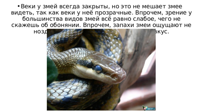 Веки у змей всегда закрыты, но это не мешает змее видеть, так как веки у неё прозрачные. Впрочем, зрение у большинства видов змей всё равно слабое, чего не скажешь об обонянии. Впрочем, запахи змеи ощущают не ноздрями, а языком, пробуя воздух на вкус. 