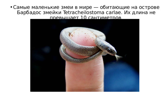 Самые маленькие змеи в мире — обитающие на острове Барбадос змейки Tetracheilostoma carlae. Их длина не превышает 10 сантиметров  
