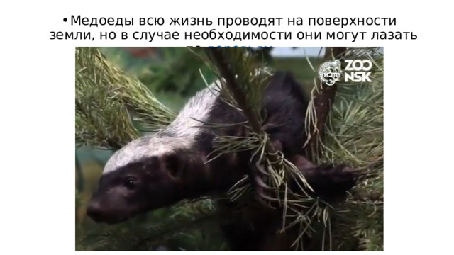 Медоеды всю жизнь проводят на поверхности земли, но в случае необходимости они могут лазать по  деревьям . 