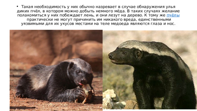 Такая необходимость у них обычно назревает в случае обнаружения улья диких пчёл, в котором можно добыть немного мёда. В таких случаях желание полакомиться у них побеждает лень, и они лезут на дерево. К тому же  пчёлы  практически не могут причинить им никакого вреда, единственными уязвимыми для их укусов местами на теле медоеда являются глаза и нос. 