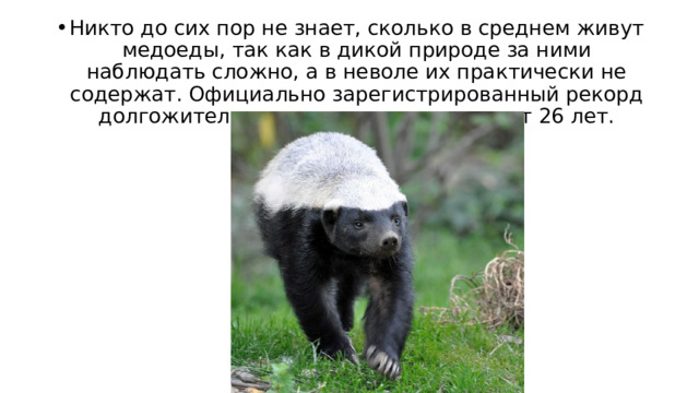Никто до сих пор не знает, сколько в среднем живут медоеды, так как в дикой природе за ними наблюдать сложно, а в неволе их практически не содержат. Официально зарегистрированный рекорд долгожительства среди них составляет 26 лет. 