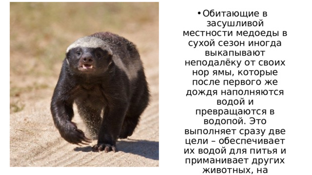 Обитающие в засушливой местности медоеды в сухой сезон иногда выкапывают неподалёку от своих нор ямы, которые после первого же дождя наполняются водой и превращаются в водопой. Это выполняет сразу две цели – обеспечивает их водой для питья и приманивает других животных, на которых можно поохотиться. 