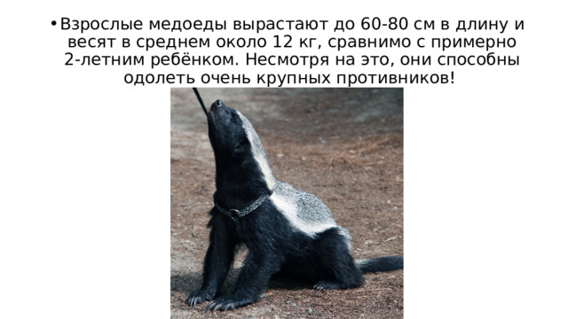 Взрослые медоеды вырастают до 60-80 см в длину и весят в среднем около 12 кг, сравнимо с примерно 2-летним ребёнком. Несмотря на это, они способны одолеть очень крупных противников! 