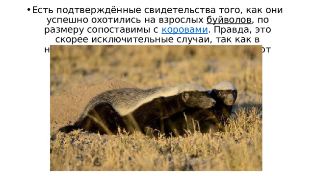 Есть подтверждённые свидетельства того, как они успешно охотились на взрослых  буйволов , по размеру сопоставимы с  коровами . Правда, это скорее исключительные случаи, так как в нормальных условиях медоеды предпочитают добычу попроще. 
