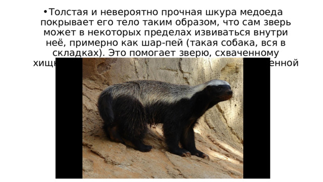 Толстая и невероятно прочная шкура медоеда покрывает его тело таким образом, что сам зверь может в некоторых пределах извиваться внутри неё, примерно как шар-пей (такая собака, вся в складках). Это помогает зверю, схваченному хищником, как бы провернуться внутри собственной шкуры, чтобы дать врагу отпор. 