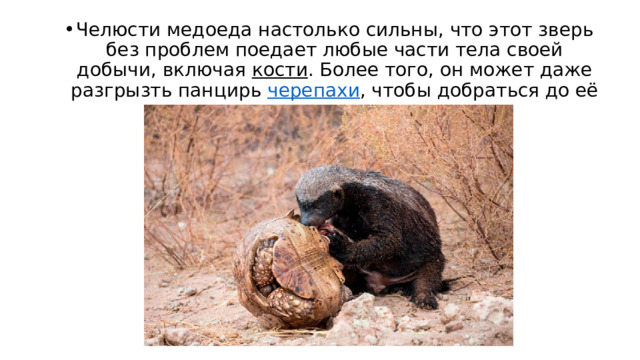 Челюсти медоеда настолько сильны, что этот зверь без проблем поедает любые части тела своей добычи, включая  кости . Более того, он может даже разгрызть панцирь  черепахи , чтобы добраться до её нежного мяса. 
