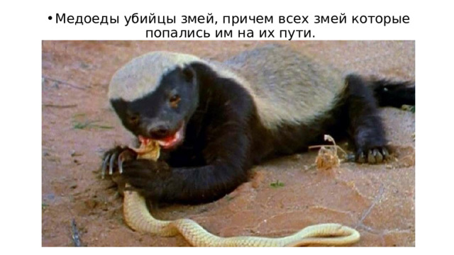 Медоеды убийцы змей, причем всех змей которые попались им на их пути. 