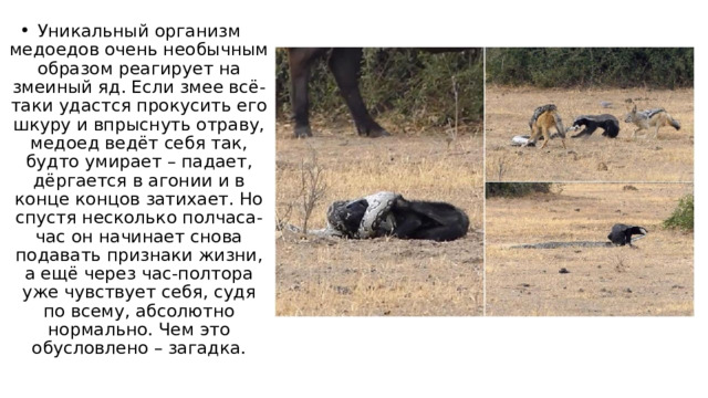 Уникальный организм медоедов очень необычным образом реагирует на змеиный яд. Если змее всё-таки удастся прокусить его шкуру и впрыснуть отраву, медоед ведёт себя так, будто умирает – падает, дёргается в агонии и в конце концов затихает. Но спустя несколько полчаса-час он начинает снова подавать признаки жизни, а ещё через час-полтора уже чувствует себя, судя по всему, абсолютно нормально. Чем это обусловлено – загадка. 