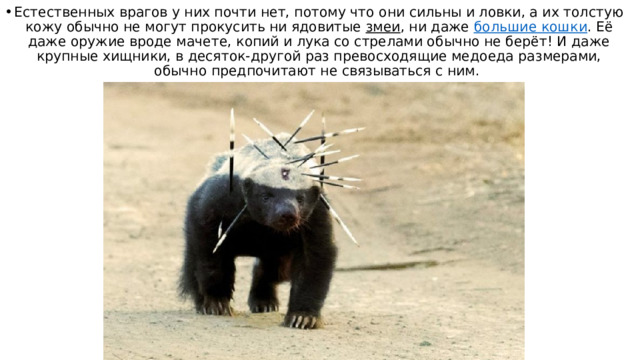 Естественных врагов у них почти нет, потому что они сильны и ловки, а их толстую кожу обычно не могут прокусить ни ядовитые  змеи , ни даже  большие кошки . Её даже оружие вроде мачете, копий и лука со стрелами обычно не берёт! И даже крупные хищники, в десяток-другой раз превосходящие медоеда размерами, обычно предпочитают не связываться с ним. 