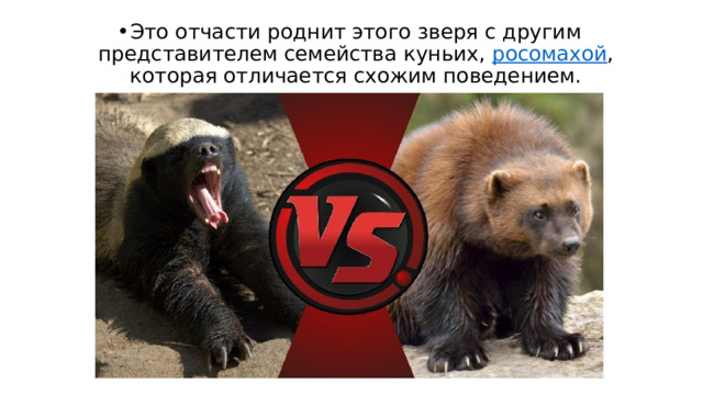Это отчасти роднит этого зверя с другим представителем семейства куньих,  росомахой , которая отличается схожим поведением. 