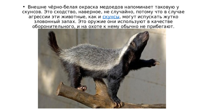 Внешне чёрно-белая окраска медоедов напоминает таковую у скунсов. Это сходство, наверное, не случайно, потому что в случае агрессии эти животные, как и  скунсы , могут испускать жутко зловонный запах. Это оружие они используют в качестве оборонительного, и на охоте к нему обычно не прибегают. 
