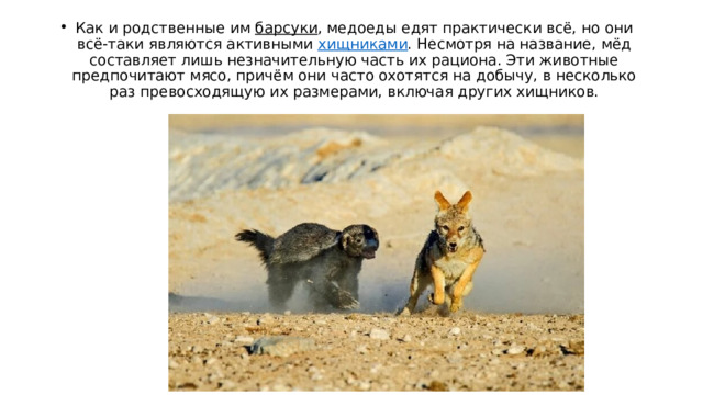 Как и родственные им  барсуки , медоеды едят практически всё, но они всё-таки являются активными  хищниками . Несмотря на название, мёд составляет лишь незначительную часть их рациона. Эти животные предпочитают мясо, причём они часто охотятся на добычу, в несколько раз превосходящую их размерами, включая других хищников. 