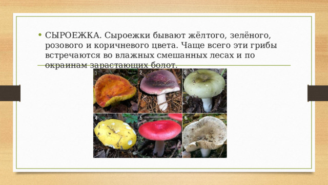 СЫРОЕЖКА. Сыроежки бывают жёлтого, зелёного, розового и коричневого цвета. Чаще всего эти грибы встречаются во влажных смешанных лесах и по окраинам зарастающих болот. 