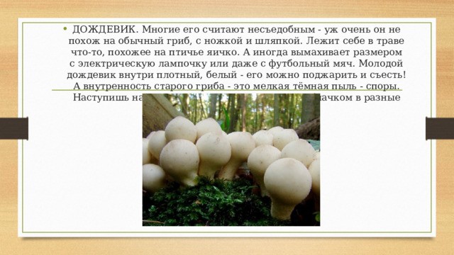 ДОЖДЕВИК. Многие его считают несъедобным - уж очень он не похож на обычный гриб, с ножкой и шляпкой. Лежит себе в траве что-то, похожее на птичье яичко. А иногда вымахивает размером с электрическую лампочку или даже с футбольный мяч. Молодой дождевик внутри плотный, белый - его можно поджарить и съесть! А внутренность старого гриба - это мелкая тёмная пыль - споры. Наступишь на такой гриб - споры разлетятся облачком в разные стороны. 