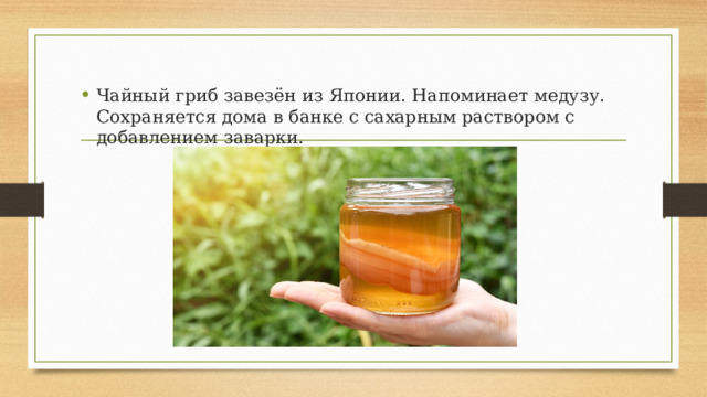 Чайный гриб завезён из Японии. Напоминает медузу. Сохраняется дома в банке с сахарным раствором с добавлением заварки. 