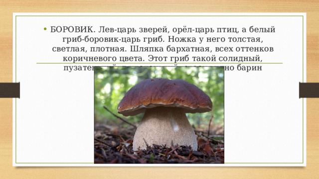БОРОВИК. Лев-царь зверей, орёл-царь птиц, а белый гриб-боровик-царь гриб. Ножка у него толстая, светлая, плотная. Шляпка бархатная, всех оттенков коричневого цвета. Этот гриб такой солидный, пузатенький, тяжеленький, сразу видно барин 