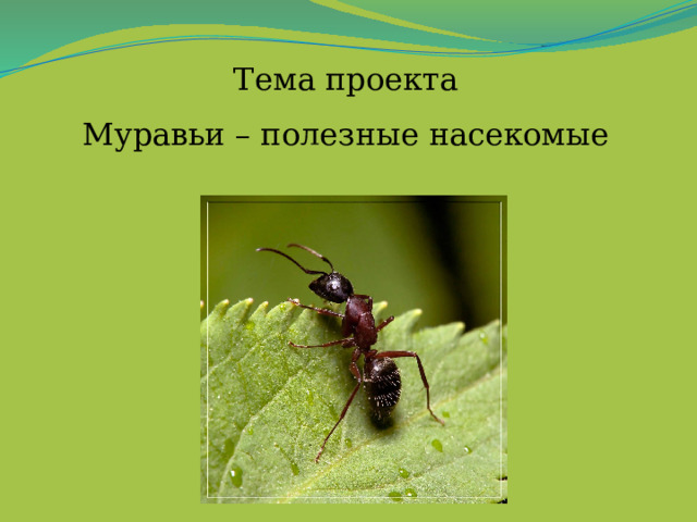 Тема проекта  Муравьи – полезные насекомые 