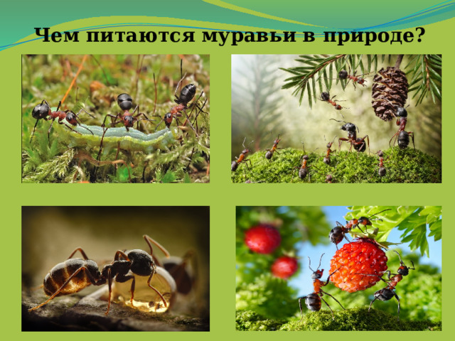 Чем питаются муравьи в природе? 
