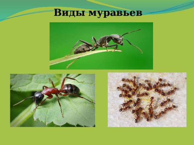 Виды муравьев 