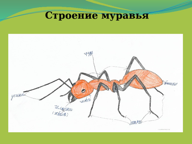 Строение муравья 