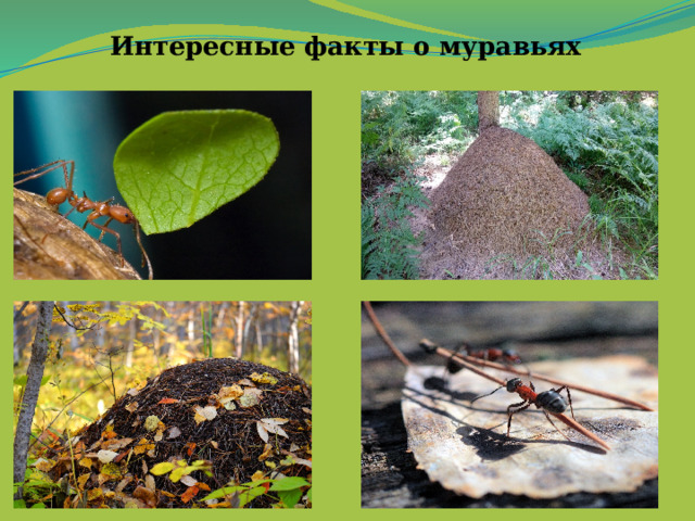 Интересные факты о муравьях   