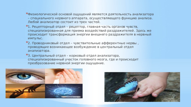 Физиологической основой ощущений является деятельность анализатора – специального нервного аппарата, осуществляющего функцию анализа. Любой анализатор состоит из трех частей. 1. Рецепторный отдел – рецептор, главная часть органов чувств, специализированная для приема воздействий раздражителей. Здесь же происходит трансформация энергии внешнего раздражителя в нервный импульс. 2. Проводниковый отдел – чувствительные афферентные нервы , проводящие возникающее возбуждение в центральный отдел анализатора. 3. Центральный отдел – корковый отдел анализатора, специализированный участок головного мозга, где и происходит преобразование нервной энергии ощущение. 