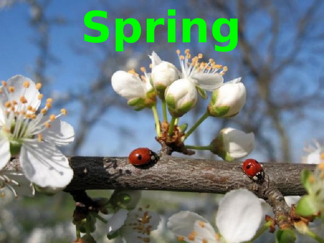   Spring  