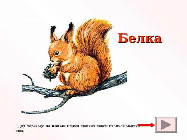 Белка  Для перехода на новый слайд щелкни левой кнопкой мышки сюда 