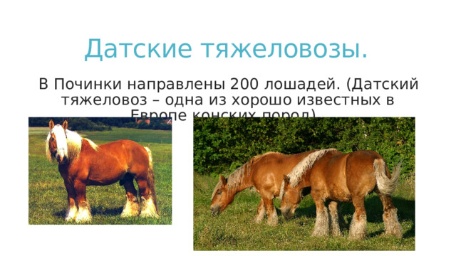 Датские тяжеловозы. В Починки направлены 200 лошадей. (Датский тяжеловоз – одна из хорошо известных в Европе конских пород). 