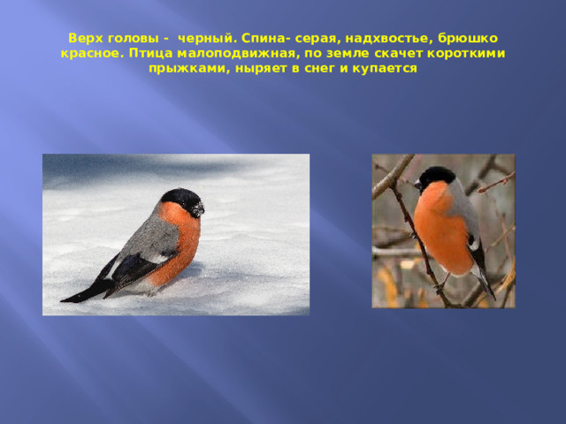 Верх головы - черный. Спина- серая, надхвостье, брюшко красное. Птица малоподвижная, по земле скачет короткими прыжками, ныряет в снег и купается 