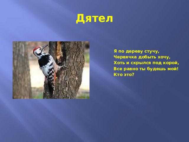 Дятел Я по дереву стучу, Червячка добыть хочу, Хоть и скрылся под корой, Все равно ты будешь мой! Кто это? 