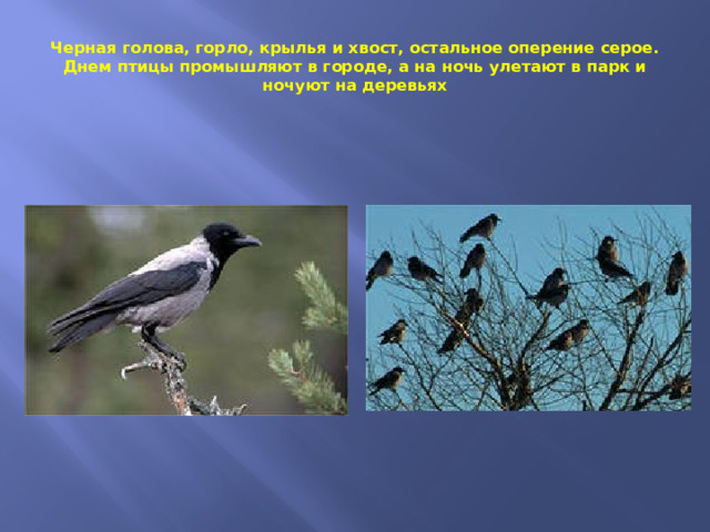 Черная голова, горло, крылья и хвост, остальное оперение серое. Днем птицы промышляют в городе, а на ночь улетают в парк и ночуют на деревьях 